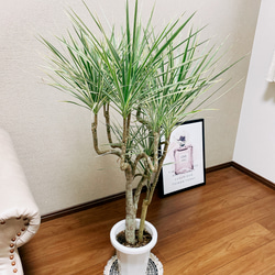 ［現品］ドラセナ　コンシンネ　ホワイボリー　観葉植物　大型　室内　綺麗な葉　7号　プラ鉢 2枚目の画像
