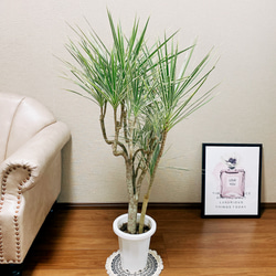 現品　ドラセナ　コンシンネ　ホワイボリー　2番　観葉植物　特大　インテリア　室内 現品］ドラセナ コンシンネ ホワイボリー 8号 観葉植物 室内