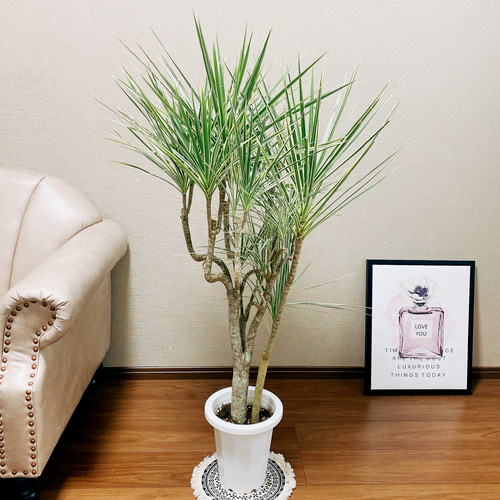 現品　ドラセナ　コンシンネ　ホワイボリー　4番　観葉植物　特大　インテリア　室内 現品］ドラセナ コンシンネ ホワイボリー 観葉植物 大型 室内