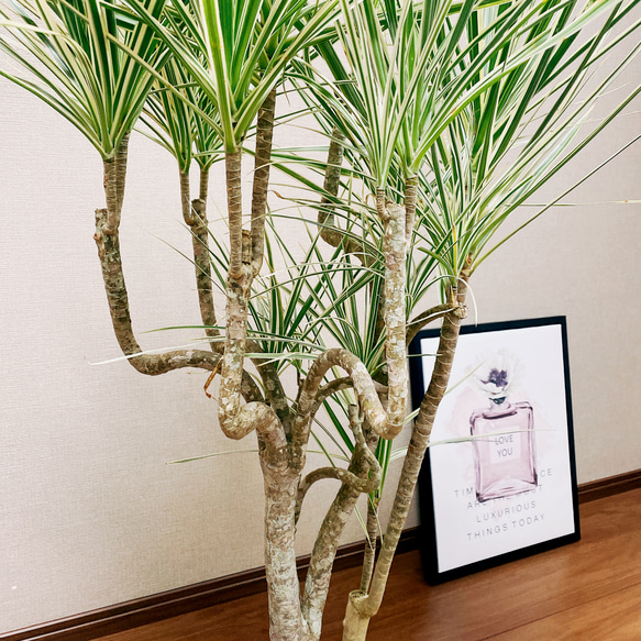 ［現品］ドラセナ　コンシンネ　ホワイボリー　観葉植物　大型　室内　綺麗な葉　7号　プラ鉢 5枚目の画像