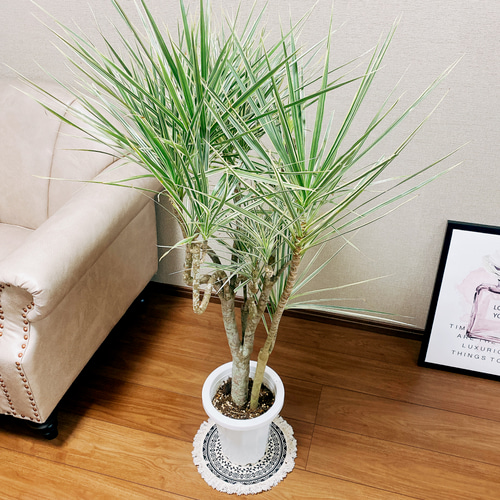 現品　ドラセナ　コンシンネ　ホワイボリー　1番　観葉植物　特大　インテリア　室内 ドラセナ コンシンネ ホワイトボリー 【観葉植物 5号／1個売り