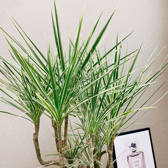 ［現品］ドラセナ　コンシンネ　ホワイボリー　観葉植物　大型　室内　綺麗な葉　7号　プラ鉢 6枚目の画像