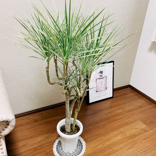 現品］ドラセナ コンシンネ ホワイボリー 観葉植物 大型 室内 綺麗な葉