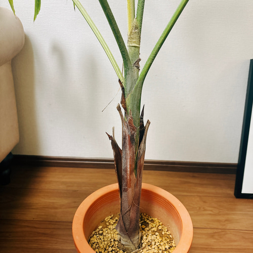 斑入りマニラヤシ（インテリア用サイズ） 楽天市場】観葉植物/[ザ・ファームセレクト]ヤシ：マニラパーム