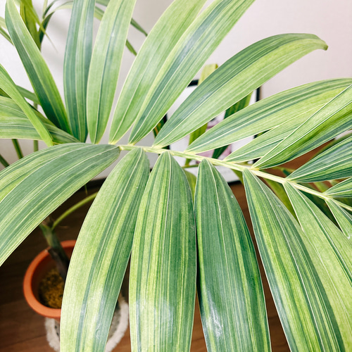 現品］【希少】葉が綺麗♡ マニラヤシ 斑入り 観葉植物 大型