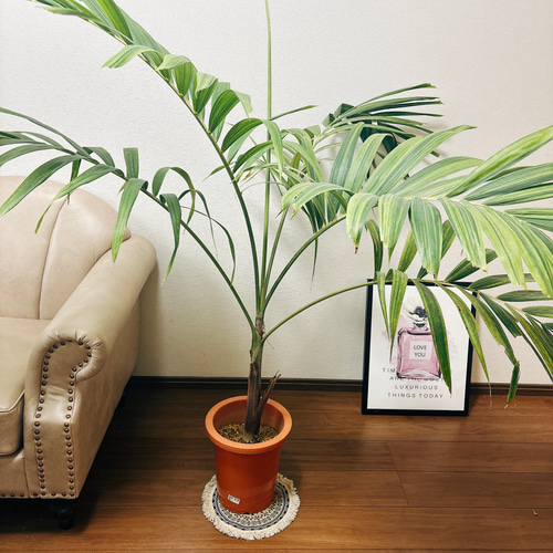 マニラヤシ。観葉植物 。鉢ごと無料で発送致します。 マニラヤシ。観葉植物。鉢ごと無料で発送致します。 - メルカリ