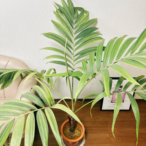 マニラヤシ。観葉植物 。鉢ごと無料で発送致します。 マニラヤシ。観葉植物鉢ごと無料で発送致します。 マニラヤシ