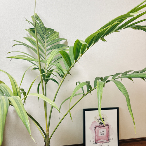 斑入りマニラヤシ（インテリア用サイズ） マニラヤシ