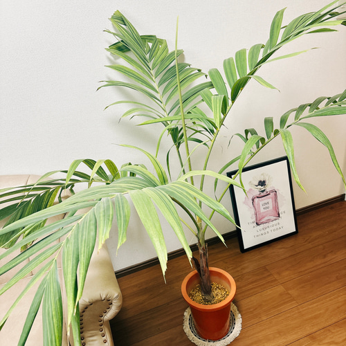 ビロウ ヤシ 8号 3株植え特大苗木最高等級極上品 ⑦ ビロウ ヤシ