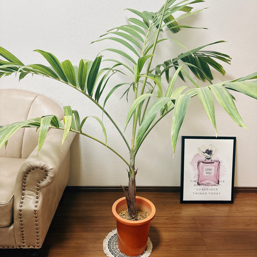 現品］【希少】葉が綺麗♡ マニラヤシ 斑入り 観葉植物 大型 室内 7号