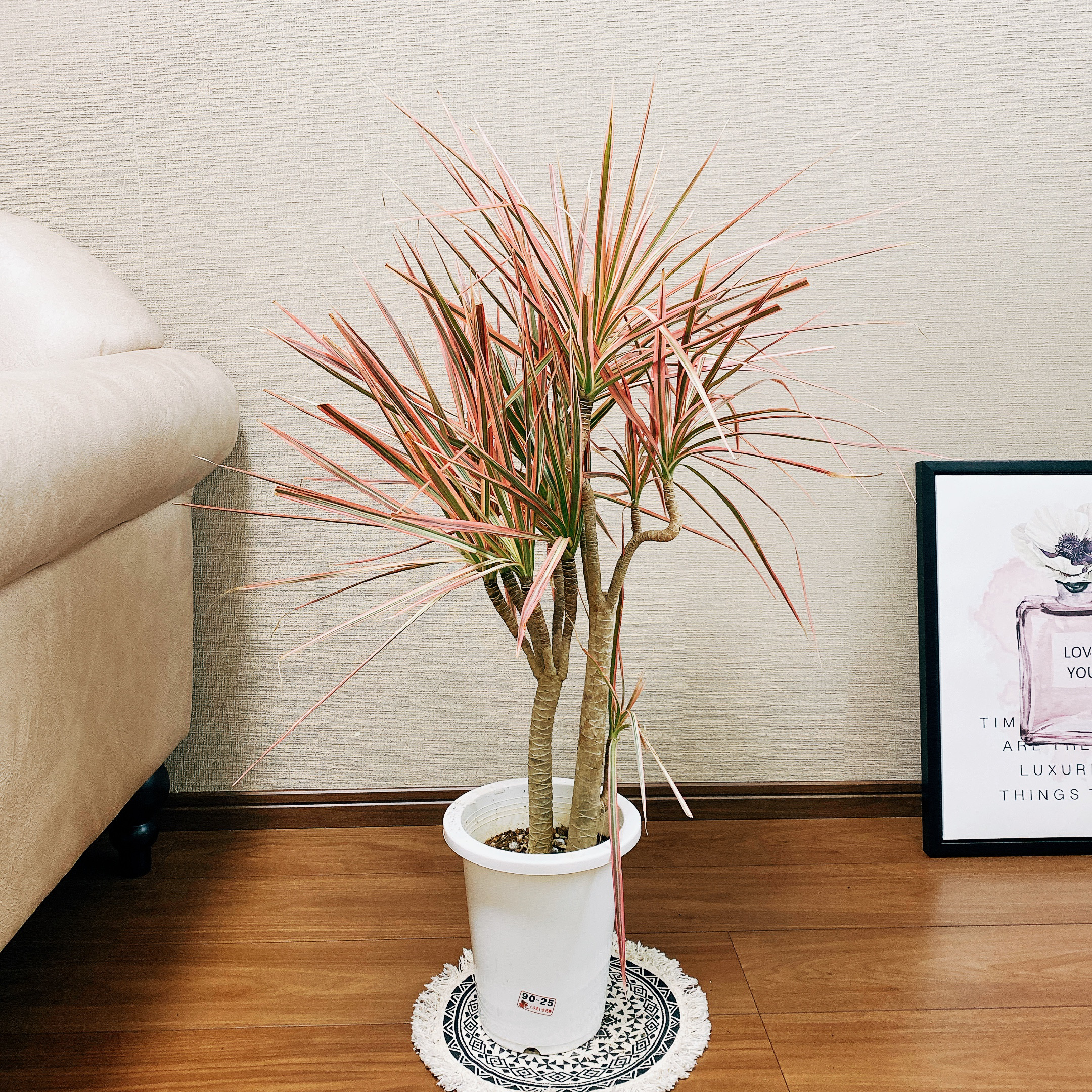 現品　ドラセナ　コンシンネ　レインボー　33番　観葉植物　特大　インテリア　室内 3a5253b947feaa5502c41da9714b90
