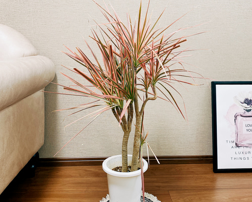［現品］17番　ドラセナ　コンシンネ　レインボー　8号　観葉植物　室内　おしゃれ 観葉植物 ドラセナ コンシンネ レインボー 8号 ストレート