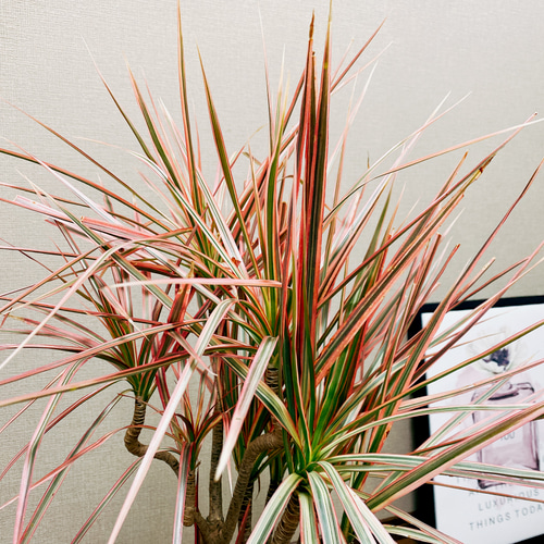 ［現品］18番　ドラセナ　コンシンネ　レインボー　観葉植物　室内　大型　7号 観葉植物 ドラセナ コンシンネ レインボー 10号 ストレート