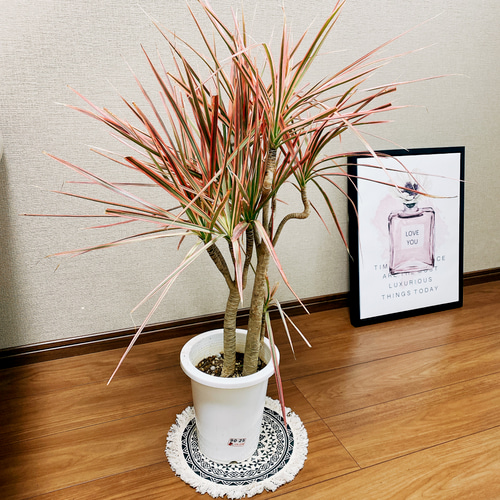 現品　ドラセナ　コンシンネ　トリカラー　観葉植物　インテリア　室内　大型 配達エリア限定] ドラセナ コンシンネ トリカラー GY - TRANSHIP