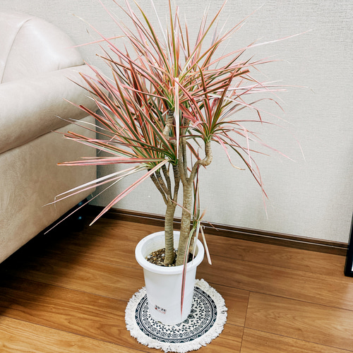 現品］※ラスト一点※ ドラセナ コンシンネ レインボー 観葉植物