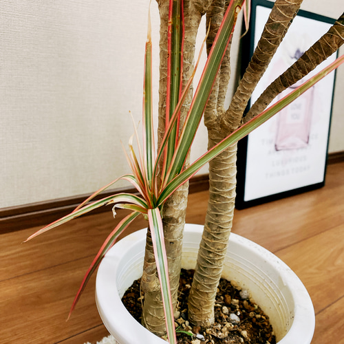 現品］※ラスト一点※ ドラセナ コンシンネ レインボー 観葉植物