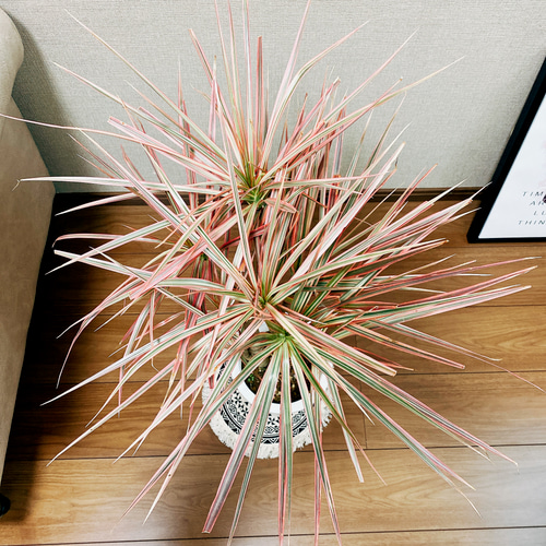 現品　ドラセナ　コンシンネ　レインボー　33番　観葉植物　特大　インテリア　室内 観葉植物 ドラセナ コンシンネ レインボー 8号 ストレート エコ