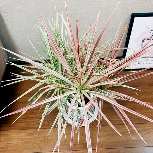 現品］☆2色植え☆ ドラセナ コンシンネ レインボー