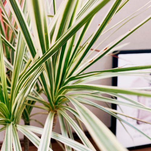 現品］☆2色植え☆ ドラセナ コンシンネ レインボー×ホワイボリー