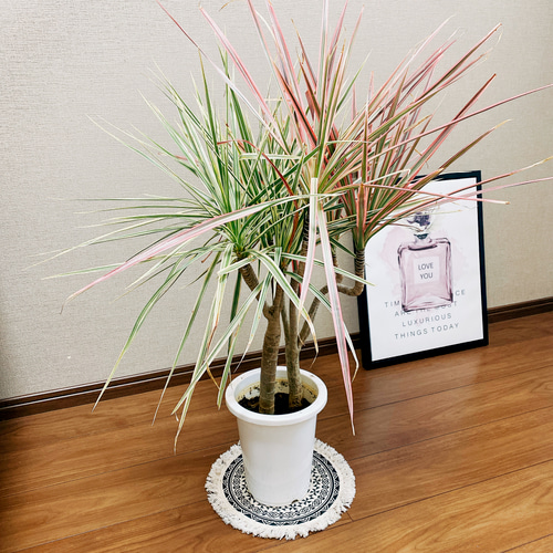 現品 ドラセナ コンシンネ ホワイボリー 2番 観葉植物 特大