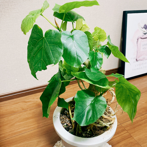 現品］☆盆栽風☆ フィカス ウンベラータ 観葉植物 ゴムノキ おしゃれ