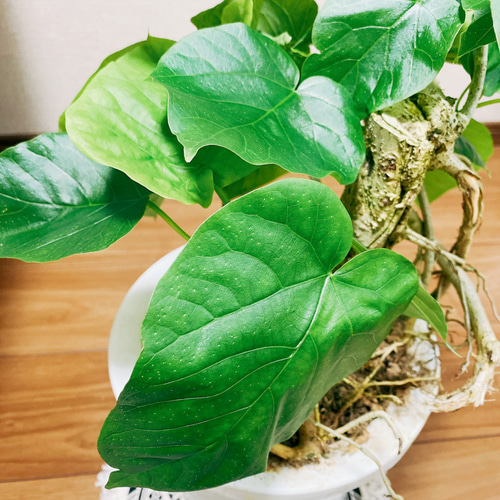 現品］☆盆栽風☆ フィカス ウンベラータ 観葉植物 ゴムノキ おしゃれ