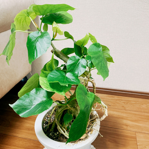 美形　フィカス ウンベラータ　天然苔　盆栽仕立て　陶器鉢　植え込み発送 美形 フィカス ウンベラータ 天然苔 盆栽仕立て 陶器鉢 植え込み発送
