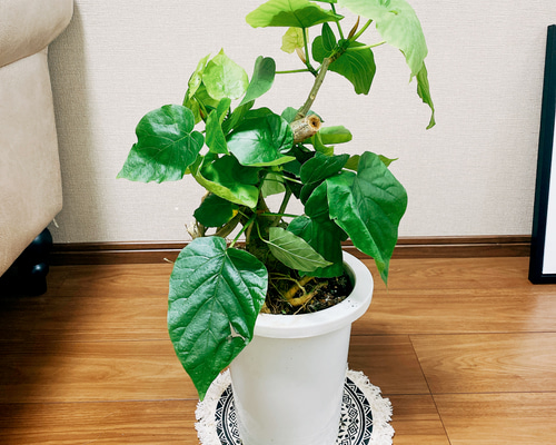 現品］☆盆栽風☆ フィカス ウンベラータ 観葉植物 ゴムノキ