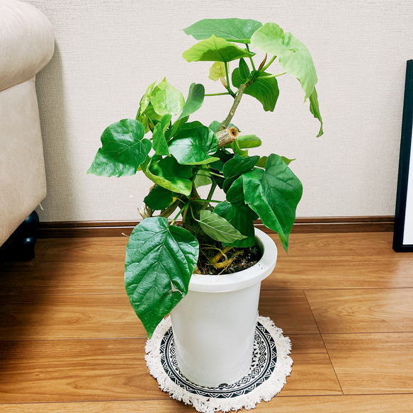 現品］☆盆栽風☆ フィカス ウンベラータ 観葉植物 ゴムノキ
