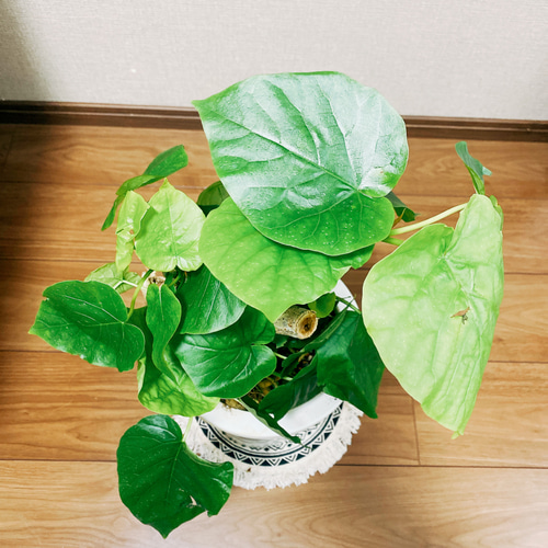 現品］☆盆栽風☆ フィカス ウンベラータ 観葉植物 ゴムノキ おしゃれ