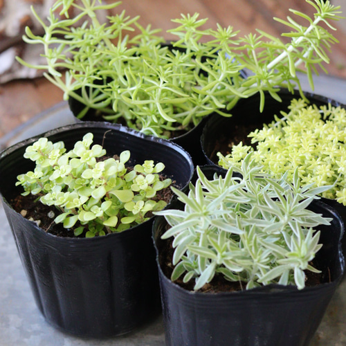 グランドカバーに最適！ランダムにセレクト❤︎セダム4苗セット 多肉