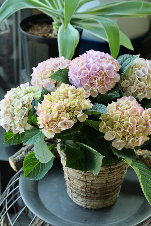 幻想的カラー❤︎あじさい ハイドランジア 