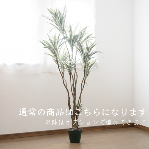 送料無料・ドラセナ特大枝】お手入れ不要のインテリアグリーン 結婚 