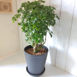 【都内引渡し限定】ポリシャス　陶器鉢付き　台湾もみじ 観葉植物／花*花オリジナル)ポリシャス／タイワンモミジ “シュガー