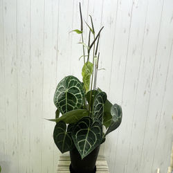 【現品・1点もの】アンスリウム・クラリネルビウム｜芸術的ハートリーフと銀の葉脈が美しい希少種 1枚目の画像