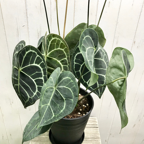 限定1鉢！ アンスリウム クラリネルビウム Anthurium clarinervium