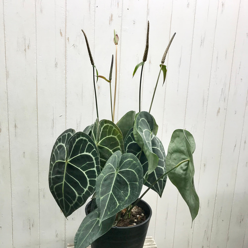 限定1鉢！ アンスリウム クラリネルビウム Anthurium clarinervium