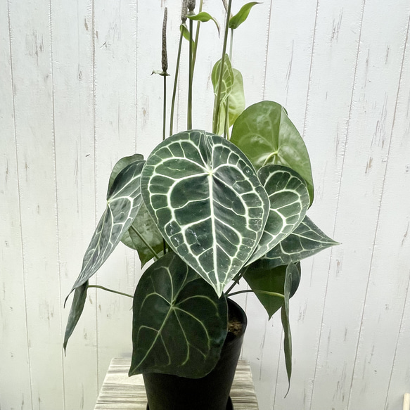 【現品・1点もの】アンスリウム・クラリネルビウム｜芸術的ハートリーフと銀の葉脈が美しい希少種 4枚目の画像