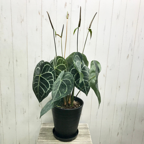 限定1鉢！ アンスリウム クラリネルビウム Anthurium clarinervium