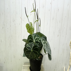 【現品・1点もの】アンスリウム・クラリネルビウム｜芸術的ハートリーフと銀の葉脈が美しい希少種 2枚目の画像