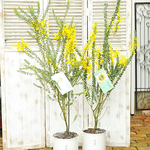 送料無料 現品販売 常緑苗木 花芽付き アカシア カルトリフォ