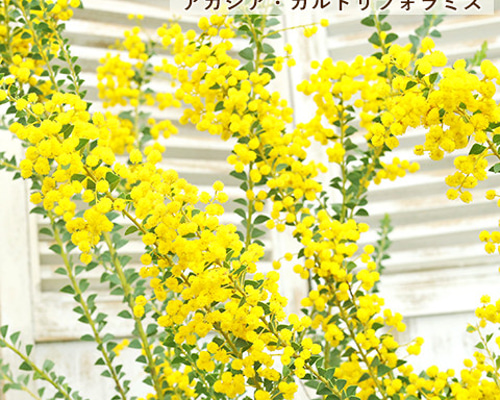 ポットごと♡花芽つきミモザ♡ガーデン 花
