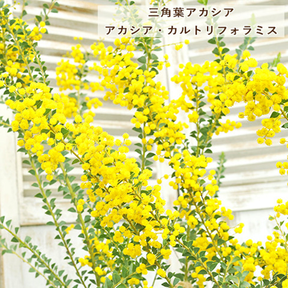 送料無料 現品販売 常緑苗木 花芽付き アカシア カルトリフォ