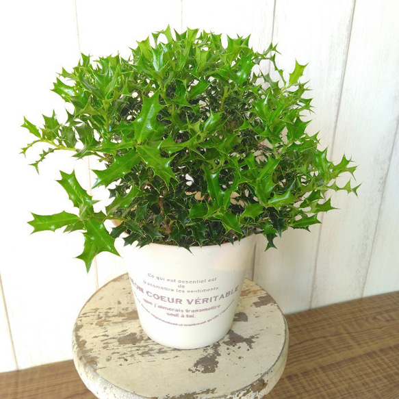 姫柊　ヒメヒイラギ　縁起良い観葉植物　ボリュウーム◎　コンパクトサイズ　オフホワイトソフトカバー付 2枚目の画像