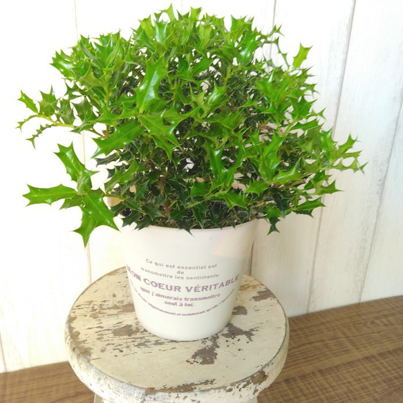 姫柊　ヒメヒイラギ　縁起良い観葉植物　ボリュウーム◎　コンパクトサイズ　オフホワイトソフトカバー付 1枚目の画像