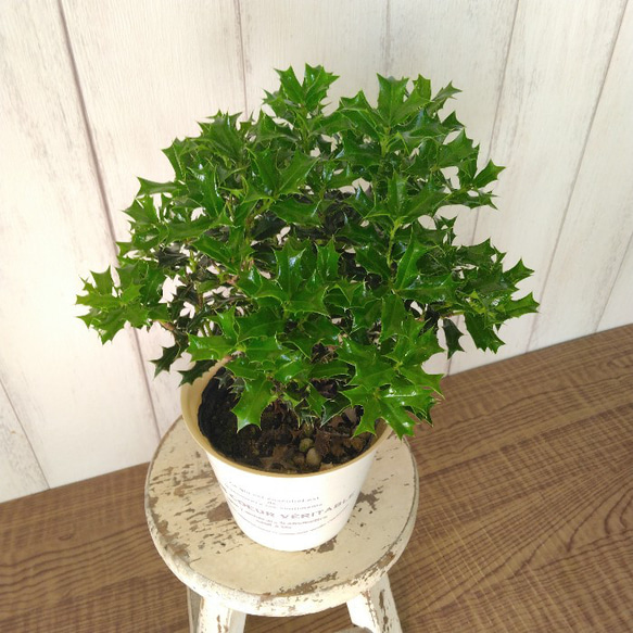 姫柊　ヒメヒイラギ　縁起良い観葉植物　ボリュウーム◎　コンパクトサイズ　オフホワイトソフトカバー付 6枚目の画像