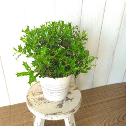 姫柊　ヒメヒイラギ　縁起良い観葉植物　ボリュウーム◎　コンパクトサイズ　オフホワイトソフトカバー付 13枚目の画像