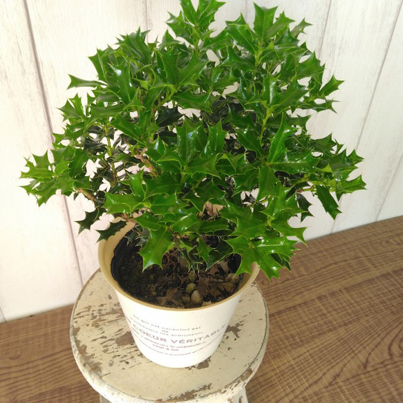 姫柊　ヒメヒイラギ　縁起良い観葉植物　ボリュウーム◎　コンパクトサイズ　オフホワイトソフトカバー付 11枚目の画像