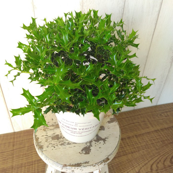 姫柊　ヒメヒイラギ　縁起良い観葉植物　ボリュウーム◎　コンパクトサイズ　オフホワイトソフトカバー付 3枚目の画像
