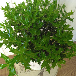 姫柊　ヒメヒイラギ　縁起良い観葉植物　ボリュウーム◎　コンパクトサイズ　オフホワイトソフトカバー付 16枚目の画像